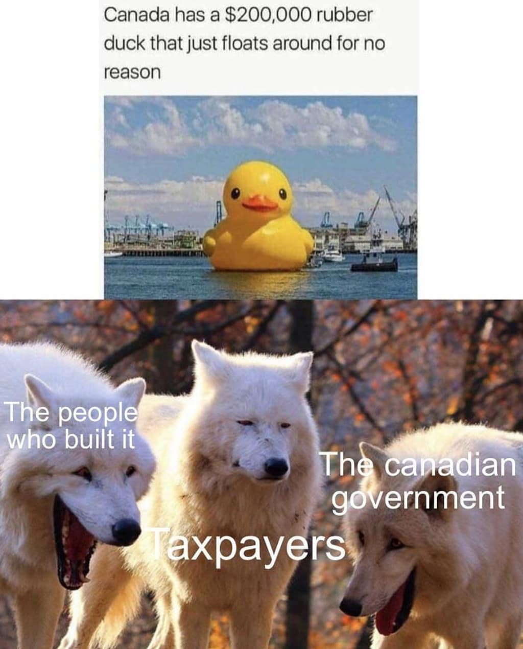 imgflip laughing wolf meme template - Canada has a $200,000 rubber duck that just floats around for no reason The people who built it The canadian government axpayers