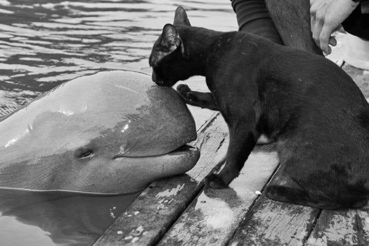 cool random pics - cat kissing dolphin