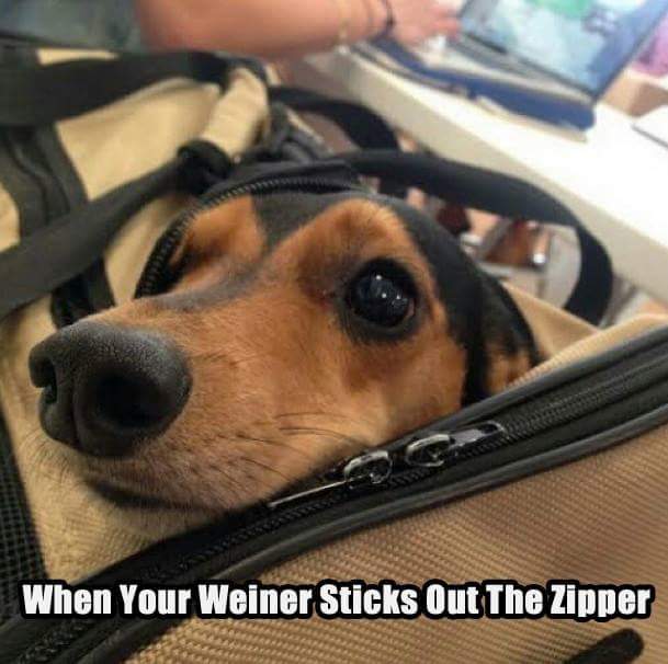 cool random pics - weiner dog puns - When Your Weiner Sticks Out The Zipper
