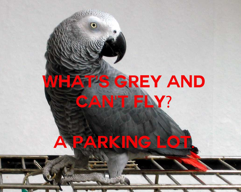 red african grey parrot - Whas Grey And Cant Ely? A Parking Loa