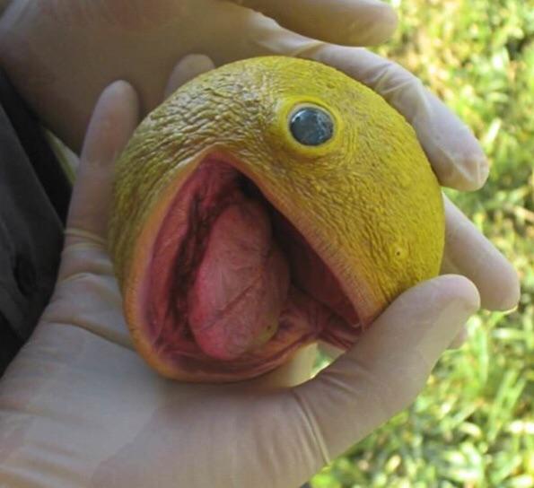 scary pictures - realistic pac man