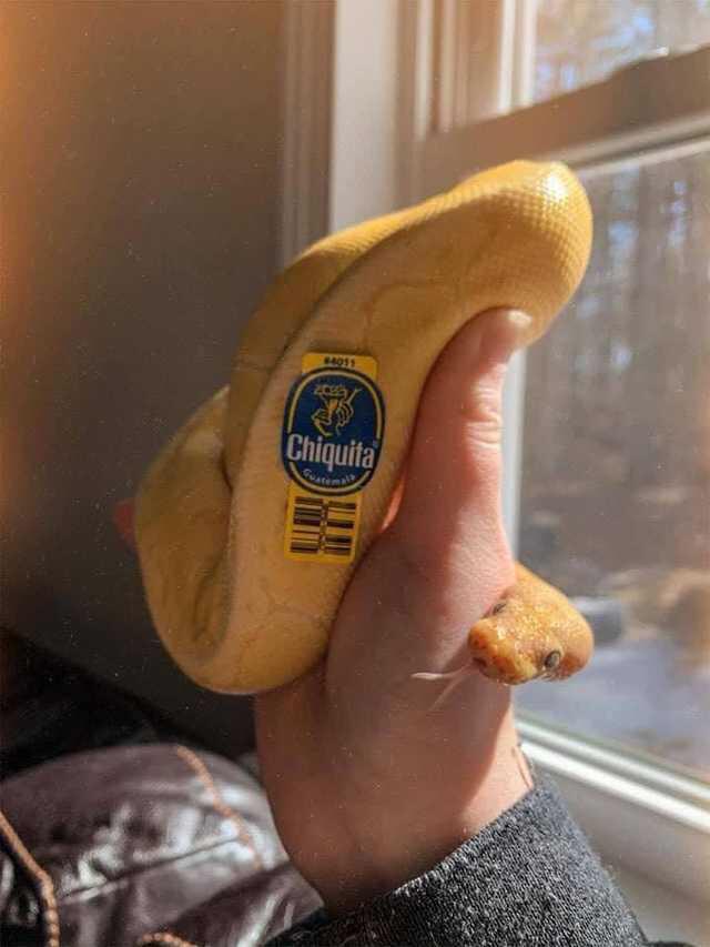 scary picturesw - banana snek