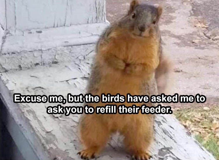 shy party meme - Excuse me, but the birds have asked me to ask you to refill their feeder.
