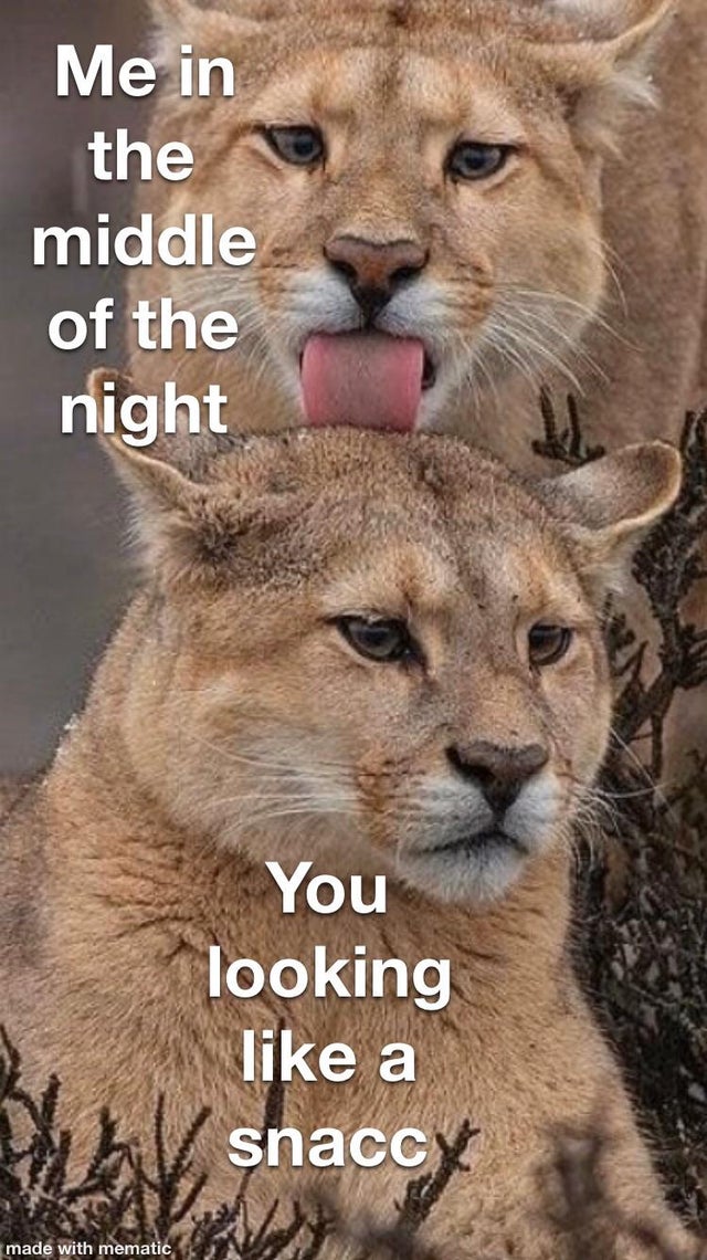 puma couple - Me in the middle of the night You looking a snaccy made with mematic