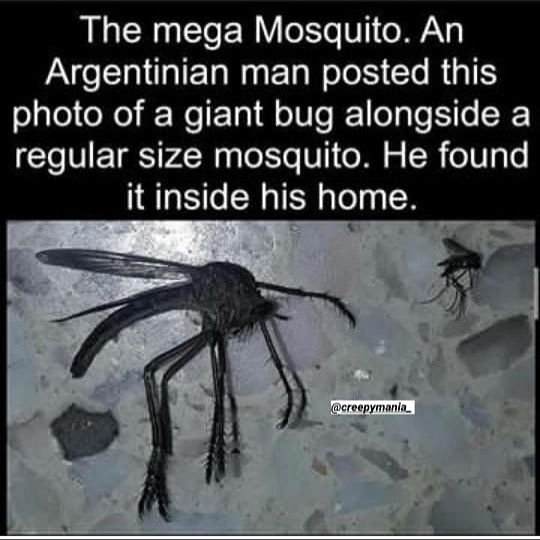 giant mosquito in argentina - The mega Mosquito. An Argentinian man posted this photo of a giant bug alongside a regular size mosquito. He found it inside his home.
