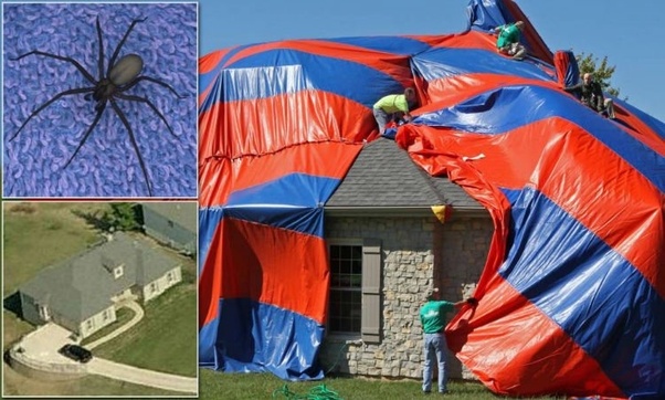 scary pictures - brown recluse spider house