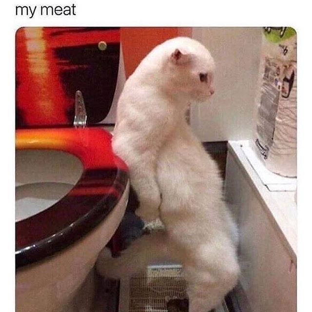 funny cats eating - my meat