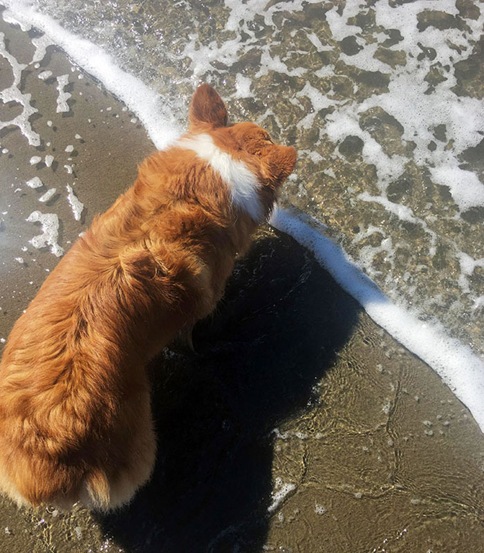 dog's stripe lining up with water on beach