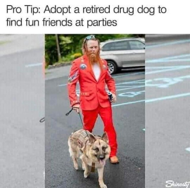 dark memes Dog - Pro Tip Adopt a retired drug dog to find fun friends at parties Shinesti