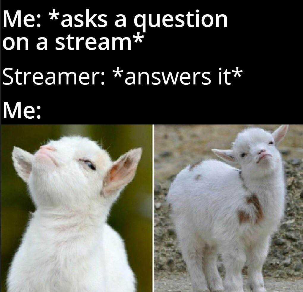 dank memes - smug goat meme template - Me asks a question on a stream Streamer answers it Me
