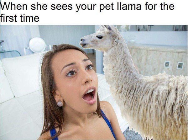 porn meme - she sees your pet llama - When she sees your pet llama for the first time