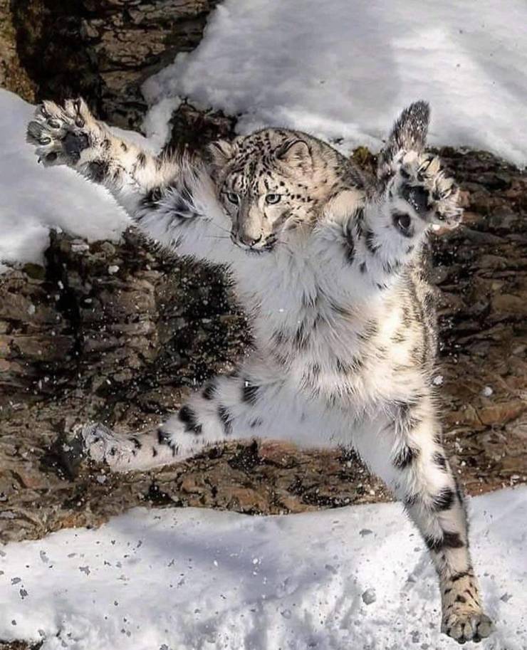 funny pics - funny snow leopard