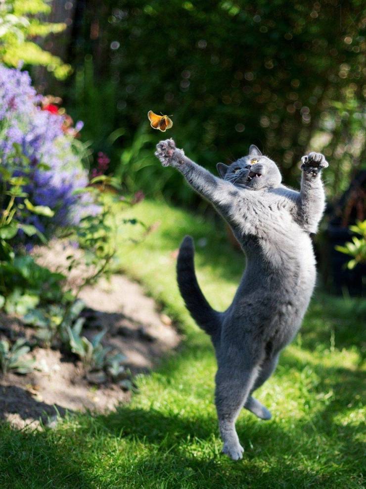 funny pics - cat reaching for butterfly