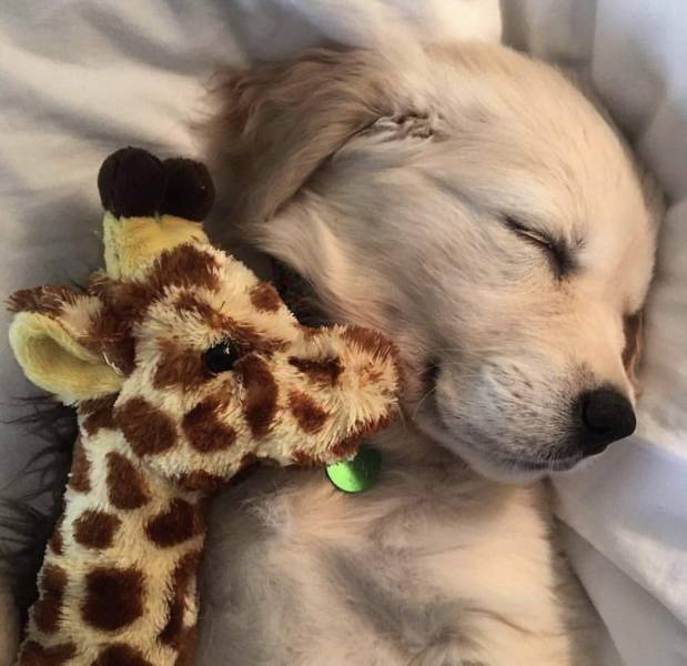 funny pics - puppy with giraffe