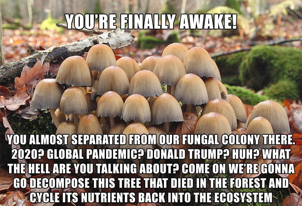 you're finally awake - edible mushroom -  You'Re Finally Awake! You Al Ost Separated From Our Fungal Colony There. 2020? Global Pandemic? Donald Trump? Huh? What The Hell Are You Talking About? Come On We'Re Gonna Go Decompose This Tree That Died In The F