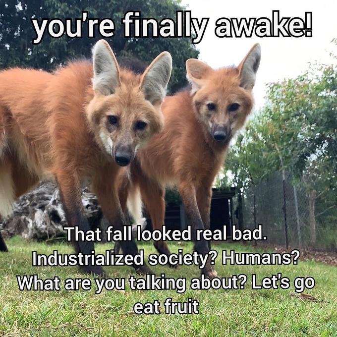 you're finally awake - fauna - you're finally awake! That fall looked real bad. Industrialized society? Humans? What are you talking about? Let's go eat fruit