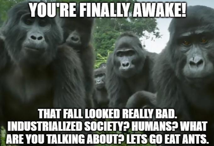 you're finally awake - robot spy gorilla - You'Re Finally Awake! That Fall Looked Really Bad. Industrialized Society? Humans? What Are You Talking About? Lets Go Eat Ants.