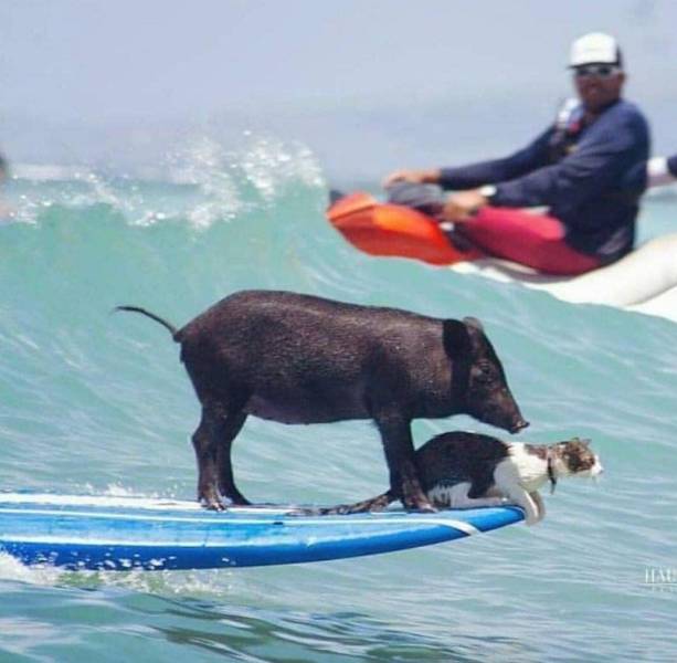kama3 surfing pig