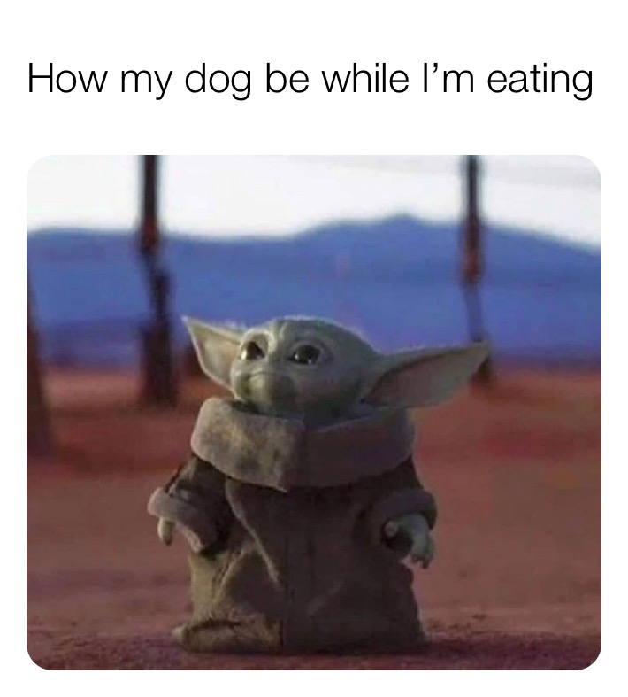 yoda meme - How my dog be while I'm eating