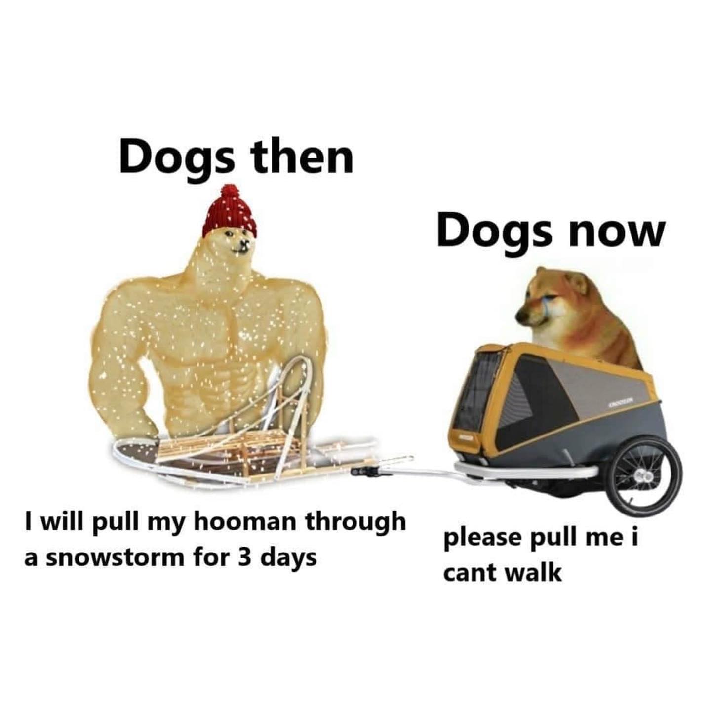 dank memes - Dog - Dogs then Dogs now I wil l pull my hooman through please pull me i a snowstorm for 3 days cant walk