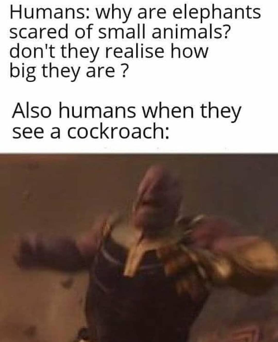 dank memes - Internet meme - Humans why are elephants scared of small animals? don't they realise how big they are ? Also humans when they see a cockroach