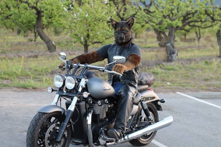 random pics - furry on a motorcycle