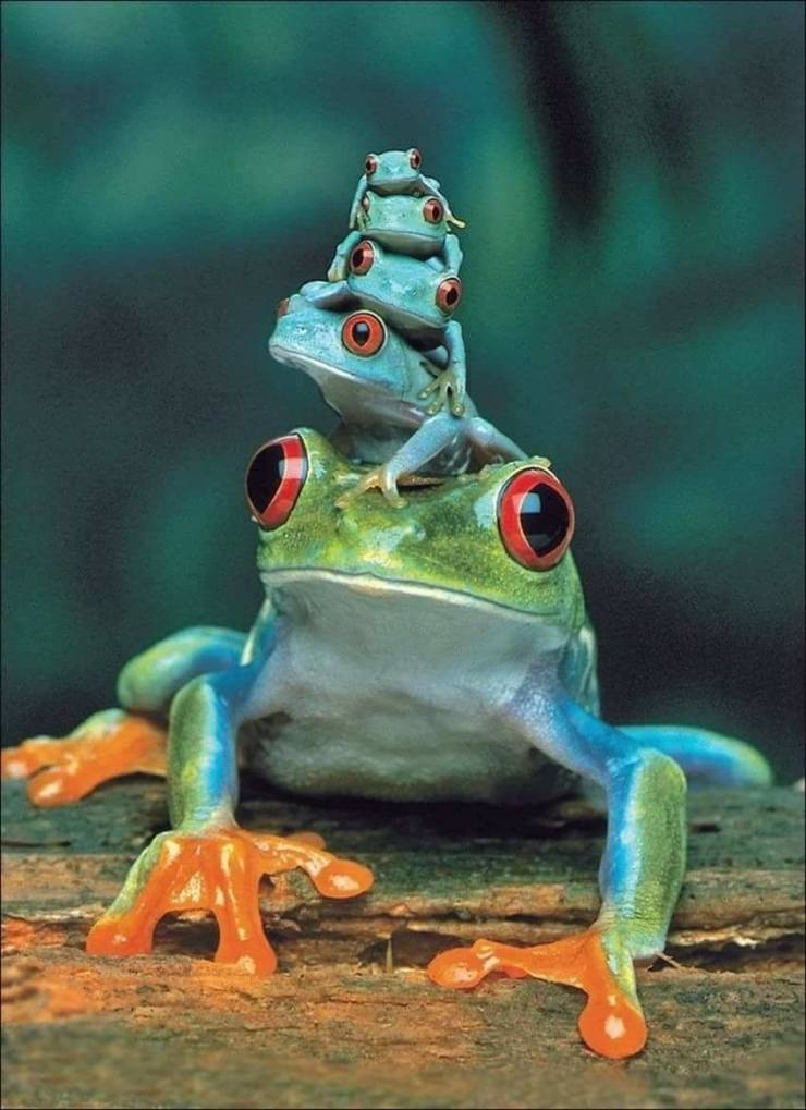 random pics - frogs riding animals