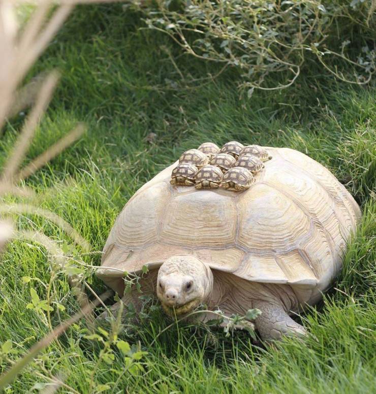 random pics - tortoise with baby on back