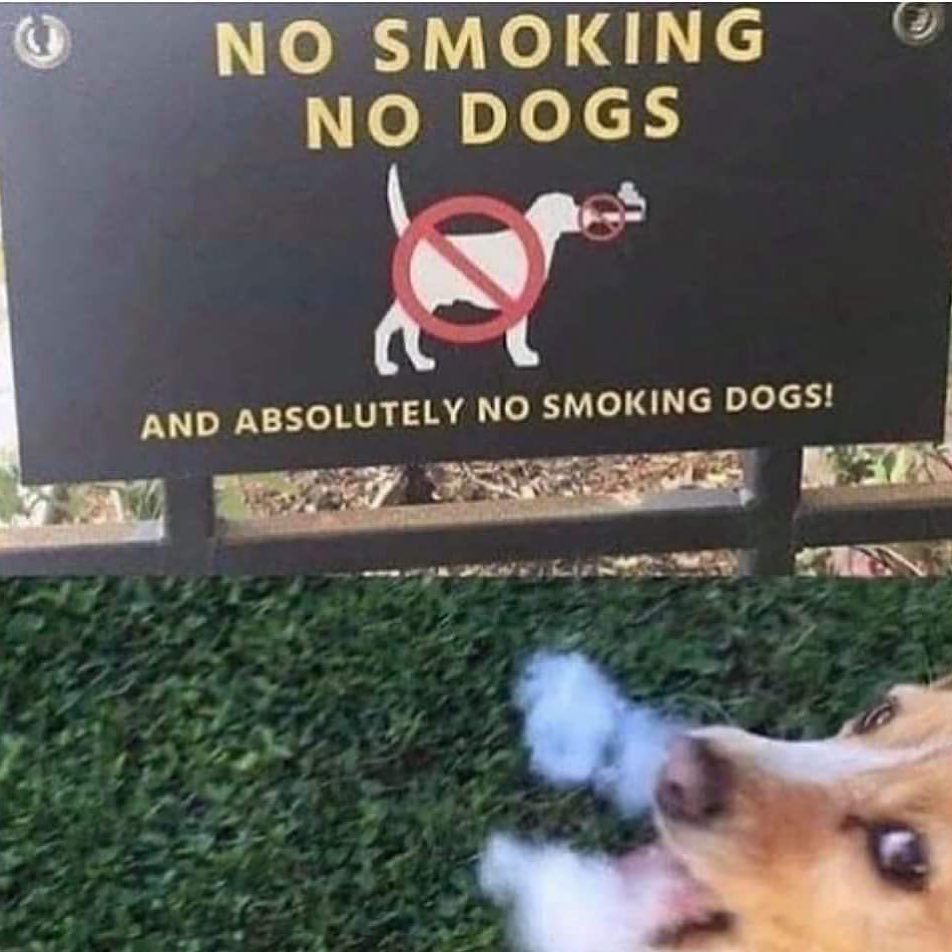 ebaums world dank memes - no smoking dogs - No Smoking No Dogs a And Absolutely No Smoking Dogs!