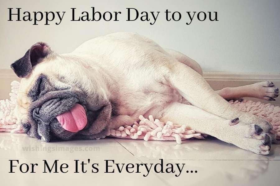 labor day memes - dog sleeping - Happy  Labor Day to you wishingsimages.com For Me It's Everyday...