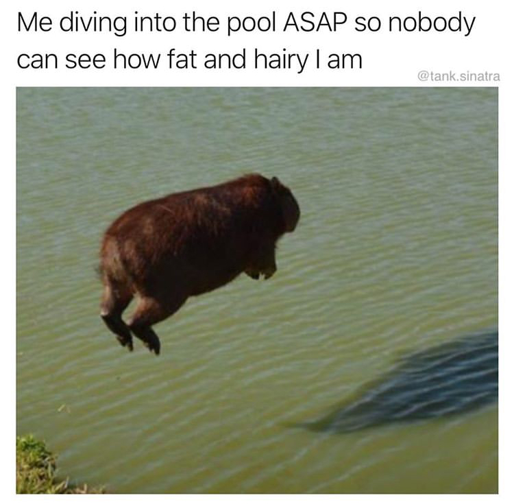 funny memes - dank recovery memes - Me diving into the pool Asap so nobody can see how fat and hairy I am .sinatra