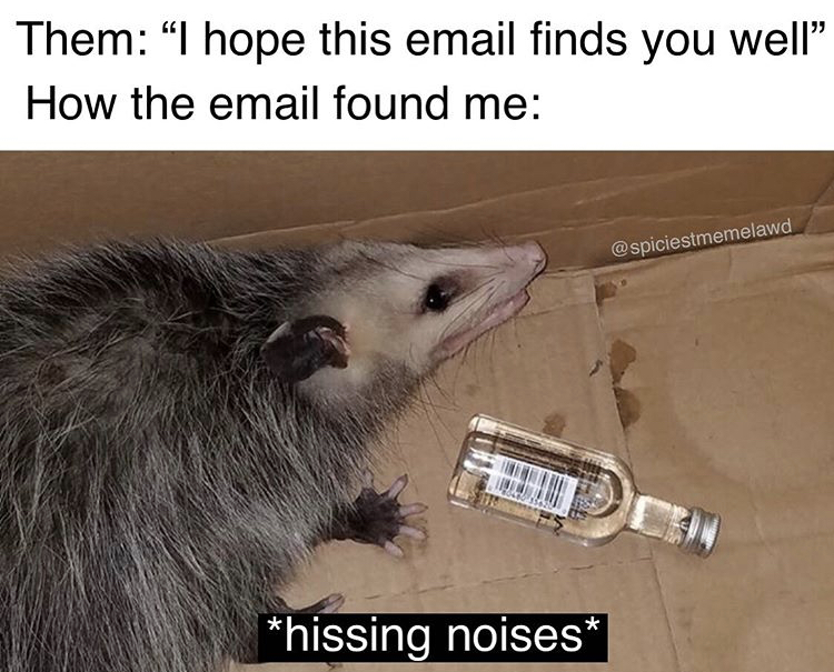 funny memes - drunk possum - Them I hope this email finds you well How the email found me hissing noises