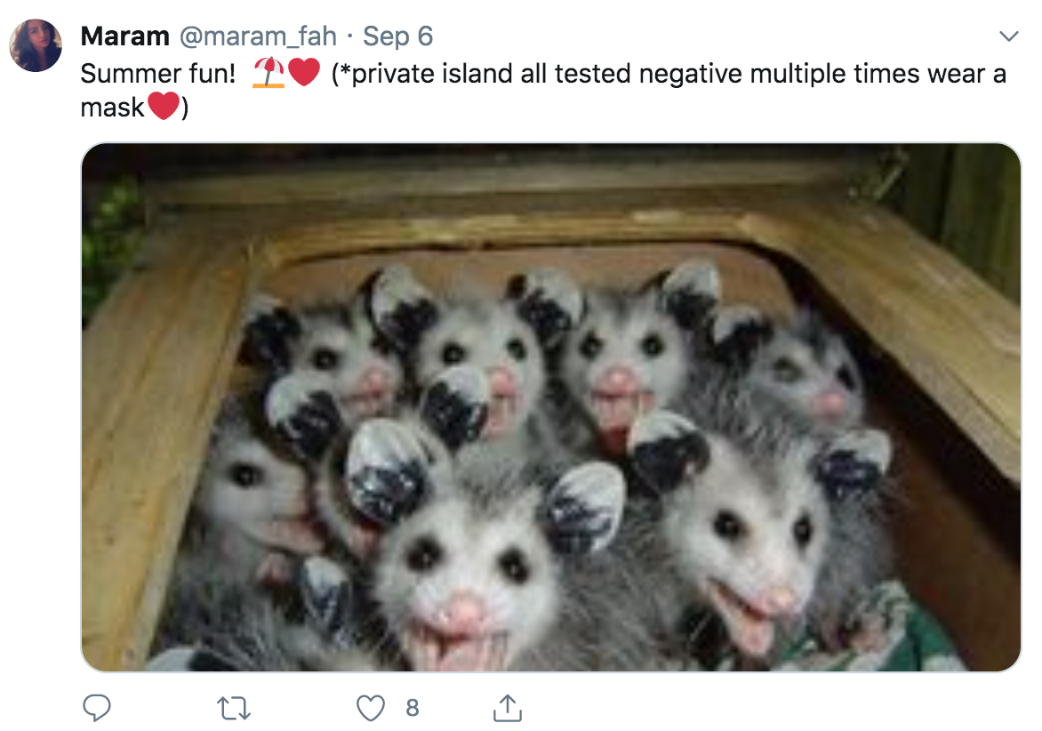 baby possums in a basket - Maram . Sep 6 Summer fun! private island all tested negative multiple times wear a mask 8
