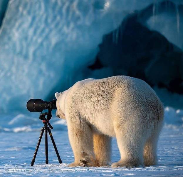 random pics - polar bear funny