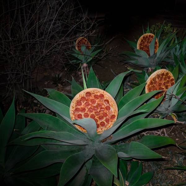 random pics - pizza in the wild
