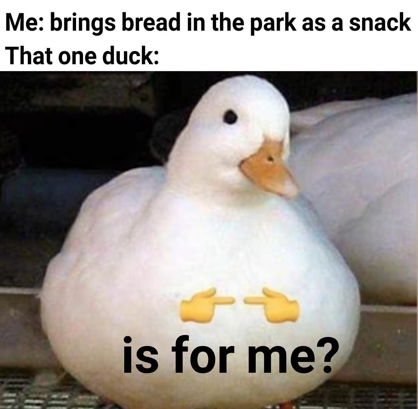 is for me? emoji meme - nice duck - Me brings bread in the park as a snack That one duck is for me?