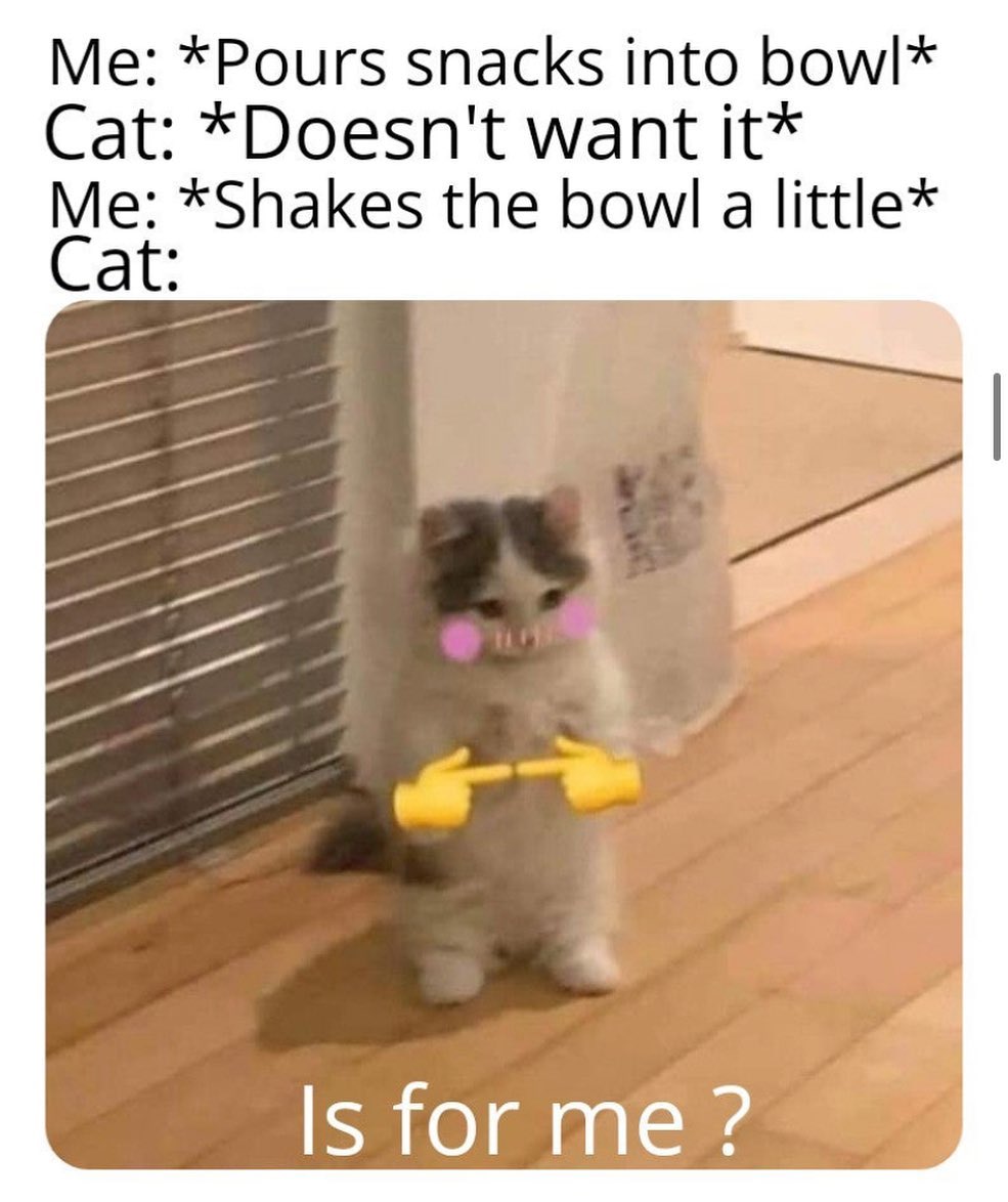 is for me? emoji meme - photo caption - Me Pours snacks into bowl Cat Doesn't want it Me Shakes the bowl a little Cat Is for me?