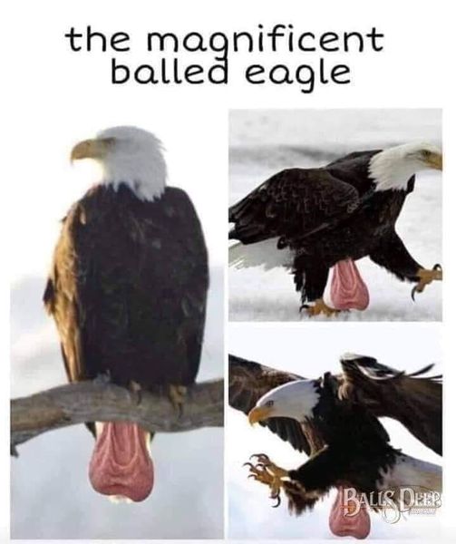 magnificent balled eagle meme - the magnificent balled eagle Bas Dar