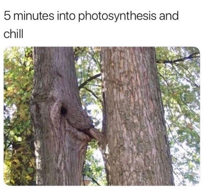 photosynthesis and chill - 5 minutes into photosynthesis and chill