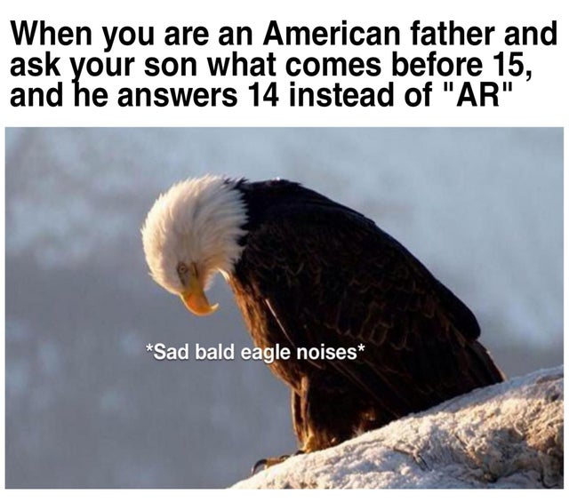 dank memes - sick american eagle - When you are an American father and ask your son what comes before 15, and he answers 14 instead of "Ar" Sad bald eagle noises