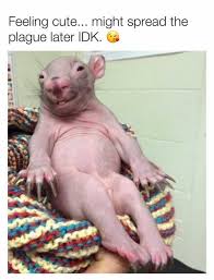 baby wombat - Feeling cute... might spread the plague later Idkg