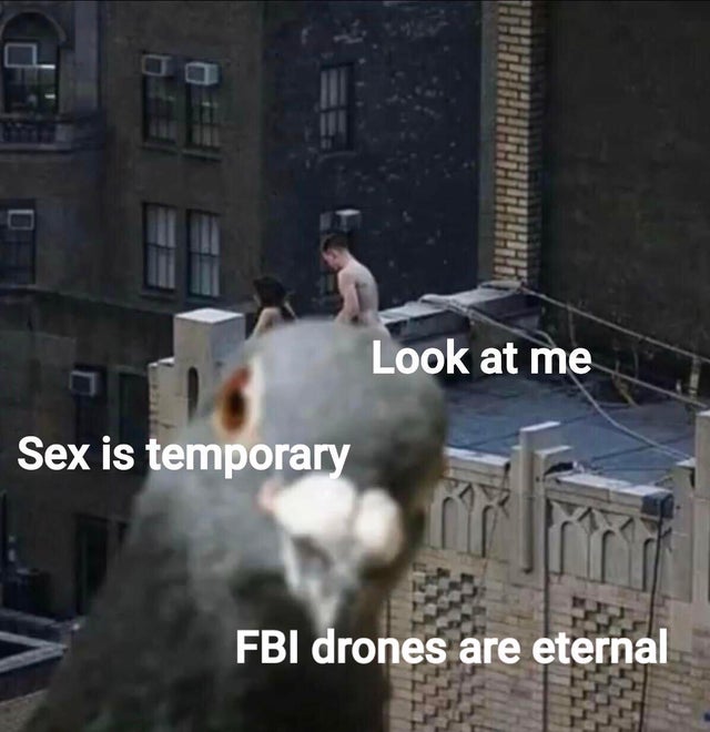 dirty-memes photobomb pigeon - Look at me Sex is temporary Fbi drones are eternal