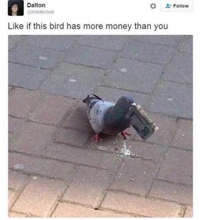 dark-memes pigeon money - Dalton intellectxal 4. if this bird has more money than you 20