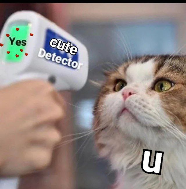 relationship-memes cats coronavirus - 'Yes cute Detector u
