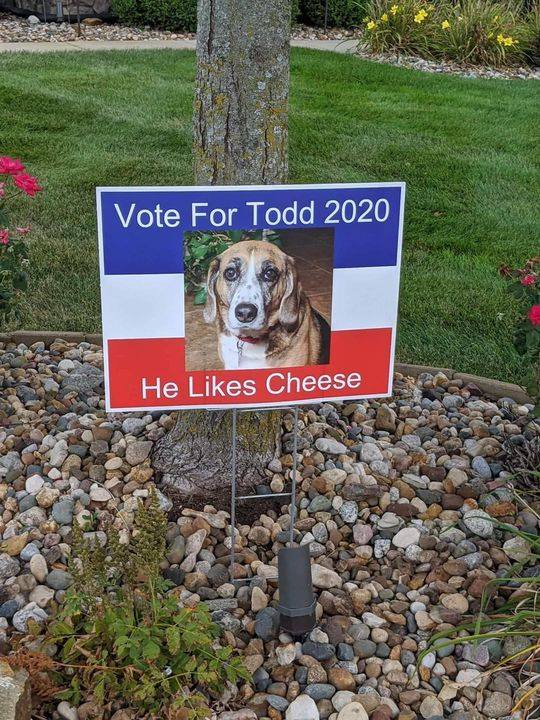 funny pics and memes - cube 2020 - Vote For Todd 2020 He Cheese