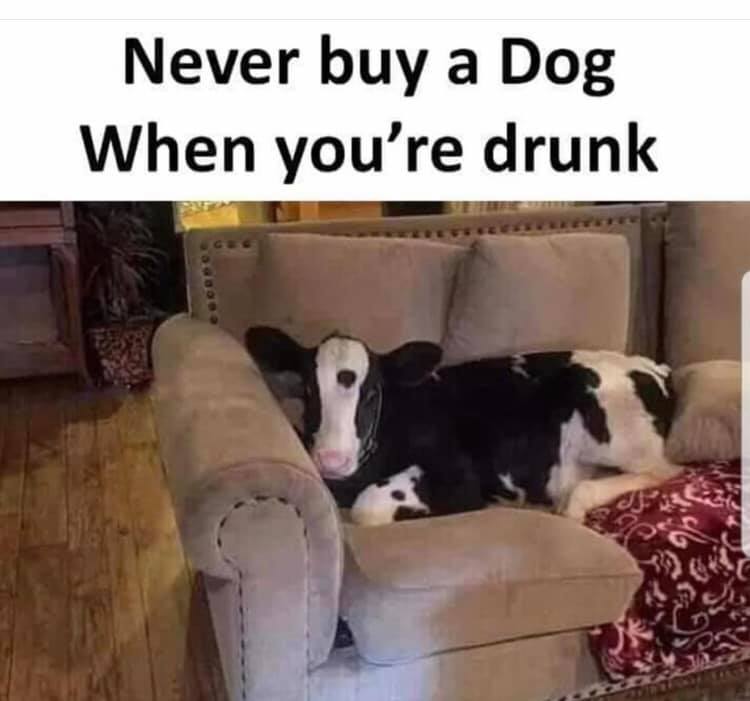 funny pics and memes - never buy a dog when you re drunk - Never buy a Dog When you're drunk