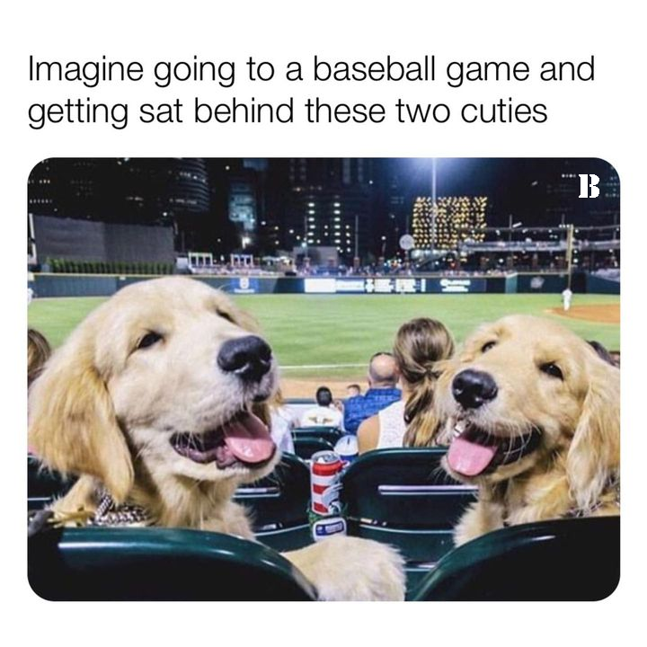 funny pics and memes - dog day at the ballpark - Imagine going to a baseball game and getting sat behind these two cuties "B . Tar