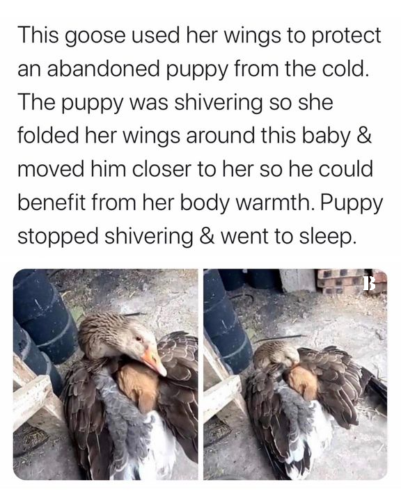 funny pics and memes - goose sheltering puppy - This goose used her wings to protect an abandoned puppy from the cold. The puppy was shivering so she folded her wings around this baby & moved him closer to her so he could benefit from her body warmth. Pup