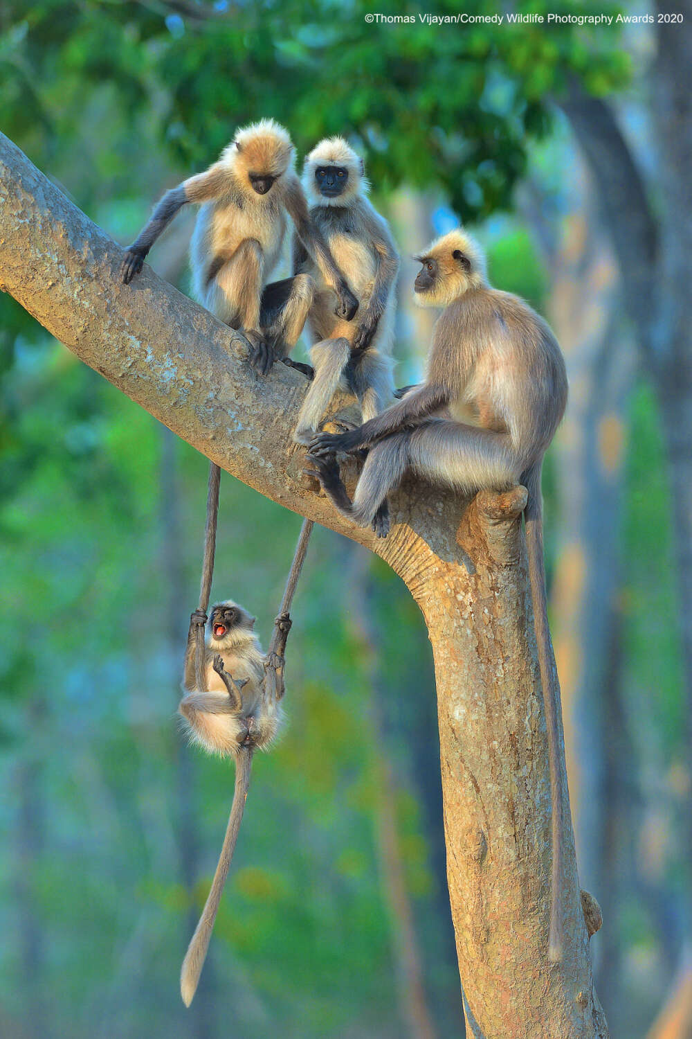 animal behaviour - Thomas VijayanComedy Wildlife Photography Awards 2020