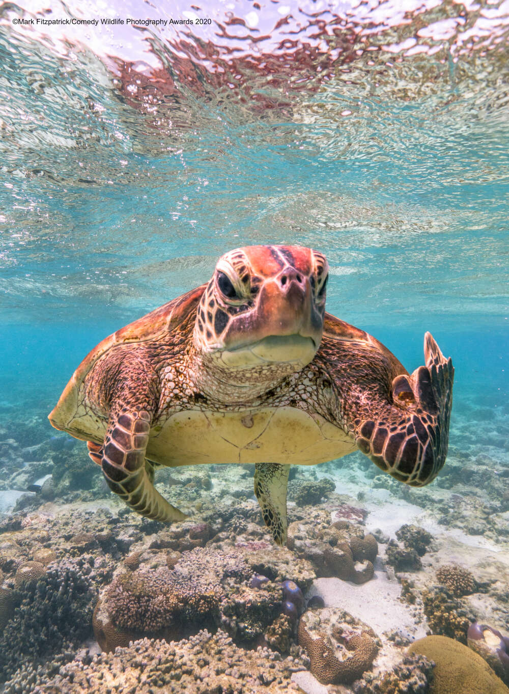 funny turtle - Mark FitzpatrickComedy Wildlife Photography Awards 2020